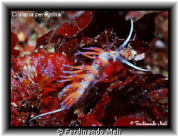 Cratena peregrina nudibranch. by Ferdinando Meli 